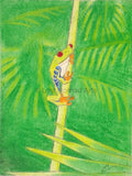 Tree Frog